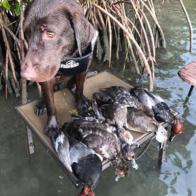 dog on a duck hunting trip in Crystal River Florida