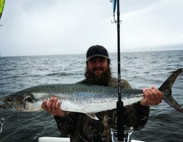 Kingfish Spotlight
