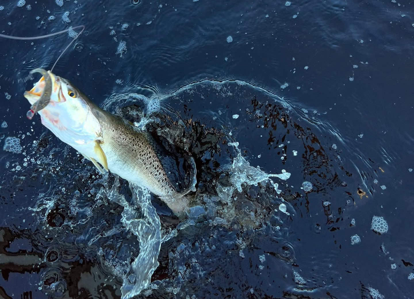 Speckled trout being pulled out of the water on a fishing line.