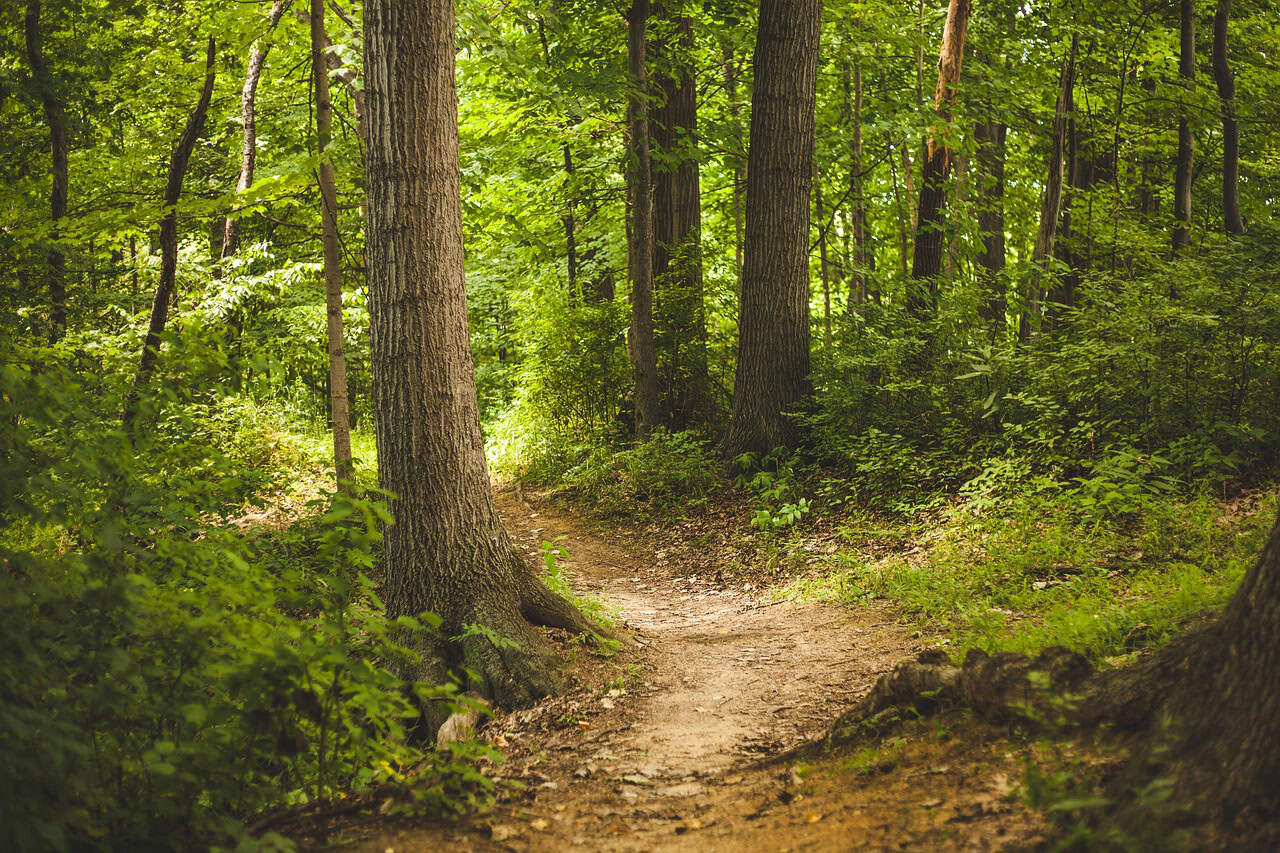 A dirt hiking trail winding through a lush green forest with tall trees and dense foliage, illuminated by soft natural light.